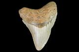 Fossil Megalodon Tooth - North Carolina #109668-1